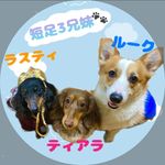 Profile Picture of 短足3兄妹🐶🐾 (@t_rus.tia.luke) on Instagram