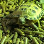 Profile Picture of Summer + albert (@albert_the_tortoise3) on Instagram