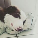 Profile Picture of Brian John Dalziel (@brianjohndalziel) on Instagram