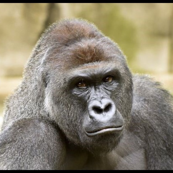 Profile Picture of Nate Milewski (@natemilew) on Poshmark