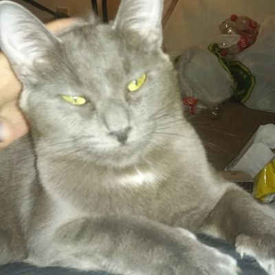 Profile Picture of Richard Bell And Nikki (@richardbell235) on Twitter