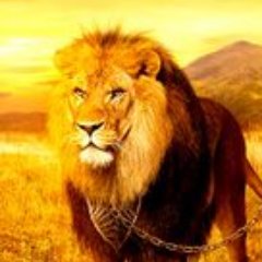 Profile Picture of Steven Moise (@stevent416) on Twitter