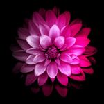 Profile Picture of Nutter Butter (@jessicawilsonpink) on Instagram