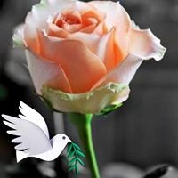 Silvia Lin - Quora Profile Picture of Silvia Lin (@silvia-lin-16) on Quora