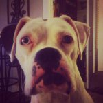 Profile Picture of Bailey Hornsby (@missgrumpydog) on Instagram