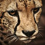 Profile Picture of James Harrelson (@harrelsonjames225) on Instagram