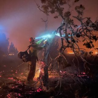 Profile Picture of Scotty Mann (@scotty_manntooth) on Instagram