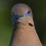 Profile Picture of Raul Alfredo Chan Ramos (@raulchanramos) on Flickr