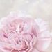 Profile Picture of ellawiley11 (@ellawiley000) on Pinterest