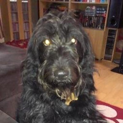 Profile Picture of Richard C (@MansfieldRhinos) on Twitter