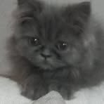 Profile Picture of Gregory Perez Chacon (@Gregory-Perez-Chacon) on Facebook