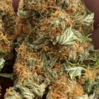 Ted Keil - Instagram Profile Picture of Ted Keil (@ted.keil) on Instagram