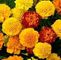 Profile Picture of Shah Ullah (@shah.ullah.526) on Facebook