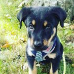 Profile Picture of Joshua Tisdale (@joshua.tisdale.50) on Instagram