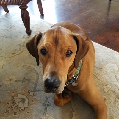 Profile Picture of John Swenson (@americanfatboy) on Twitter