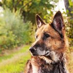 Profile Picture of Germanshepherd Brian (@germanshepherd_brian) on Instagram