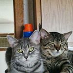 Profile Picture of Steven Pfiffner (@stevenpfiffner) on Instagram