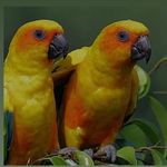 Profile Picture of parrott.palace (@parrott.palace) on Instagram