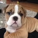 Profile Picture of Michael Colella (@colella8017) on Instagram