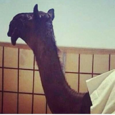 Profile Picture of فرديات المجاهيم (@@ali_al_sneed) on Twitter