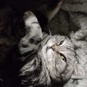 Profile Picture of Matthew Blaber (@matthewblaber4058) on Youtube