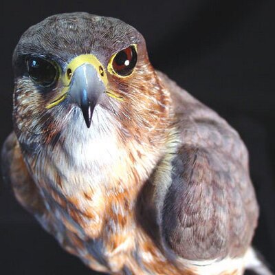 Profile Picture of Jim Maas (@birdsinwood) on Twitter