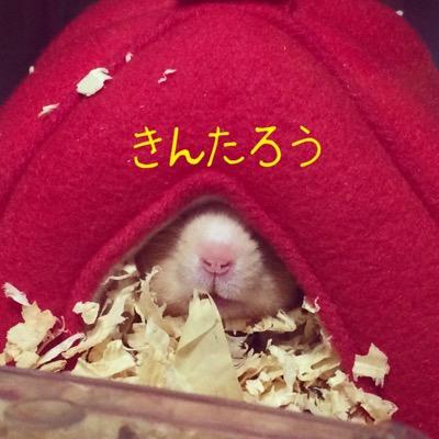 Profile Picture of きんたろうとさぶろうの飼い主 (@ren_kin_ham) on Twitter
