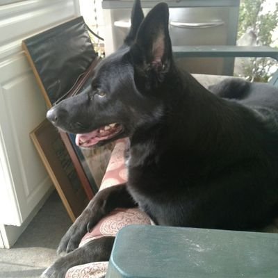 Profile Picture of Randy Harmon (@HarmonyAir) on Twitter