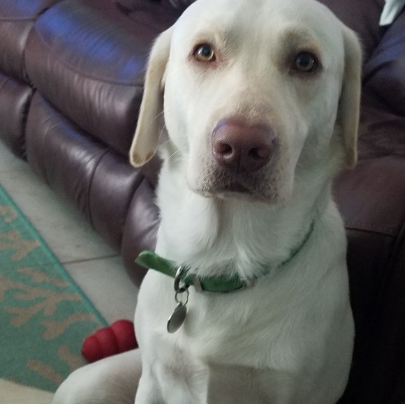 Profile Picture of Kyle Intoppa (@intoppak) on Poshmark