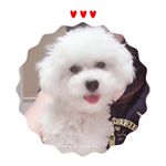 Allison Zhao - Instagram Profile Picture of Allison Zhao (@alliez_6) on Instagram