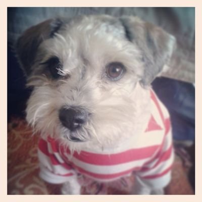 Profile Picture of Pablo Rafael (@rafa735) on Twitter