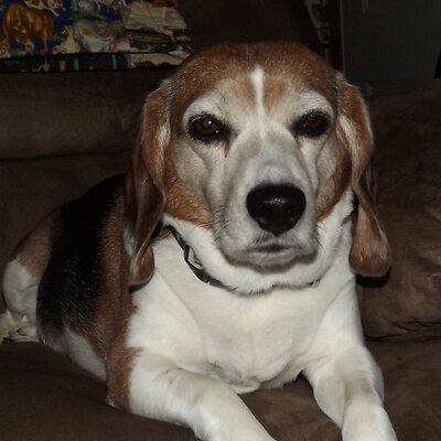 Profile Picture of Kim Baer (@Ravensfan38) on Twitter