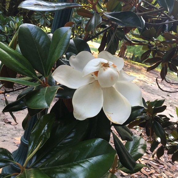 Profile Picture of Ohnmar Hmoo (@ohnmarhmoo) on Poshmark