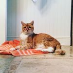 Profile Picture of Max Burdo He Loves Showers (@max_the_water_cat) on Instagram