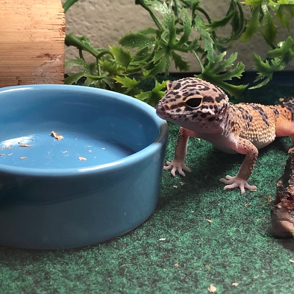 Gianni Garcia - Poshmark Profile Picture of Gianni Garcia (@garseeya429) on Poshmark