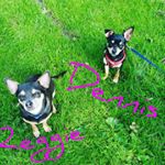 Profile Picture of Reggie & Dennis (@chihuahua.vip) on Instagram