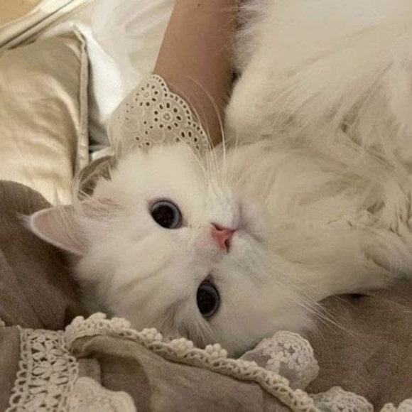 Profile Picture of Marta Timofeeva (@martatimofeeva) on Poshmark