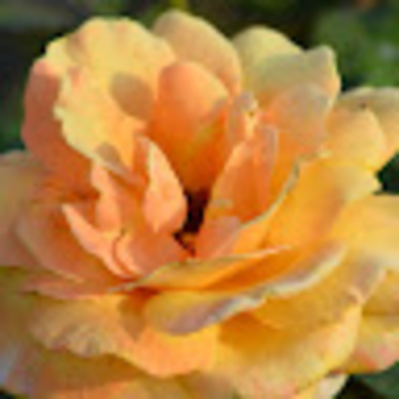 Profile Picture of Lisa Vagts (@lisav146) on Poshmark