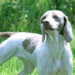 Profile Picture of Edward Carlile (@fenlander.dogs) on Instagram