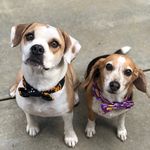 Profile Picture of Dixie & Duncan 🐾 (@dix.and.duncs) on Instagram