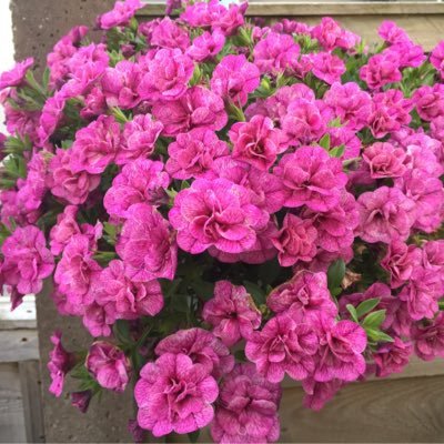 Profile Picture of Joy McCormick (@JoyMcCormick17) on Twitter