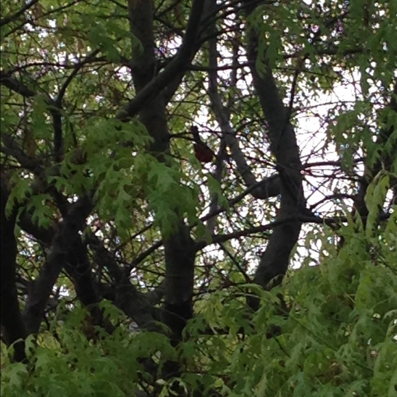 Profile Picture of Rabia Shah (@rabiashah) on Poshmark