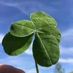 Profile Picture of Adrian Gerber (@adel951) on Instagram