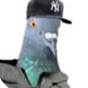 Profile Picture of super pwnage cade (@superpwnagecade7475) on Tiktok