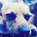 Profile Picture of Reba Smith (@_reba_doggo_) on Instagram