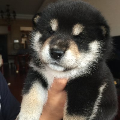 Profile Picture of Linhaiyan19850712 (@SyAudio_Lin) on Twitter