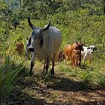 Profile Picture of Daniel Naccarato (@dannynac77) on Instagram