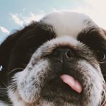 Profile Picture of Fouchy The Pug! (@doctorfouchy) on Instagram