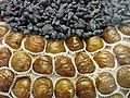Profile Picture of Marron glacé - Wikipedia, the free encyclopediaon Wikipedia