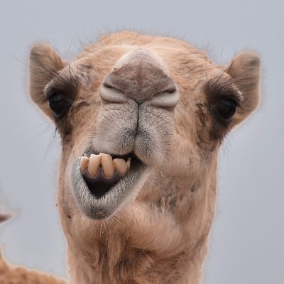 Profile Picture of Strange Camel (@Dick_Alred) on Twitter